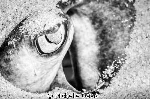 Stingray eye and spiracle by Michelle Davis 